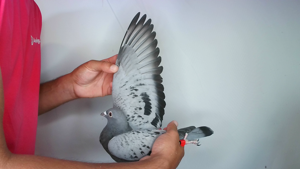 Pigeon image