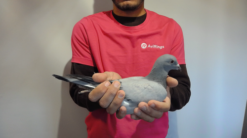 Pigeon image