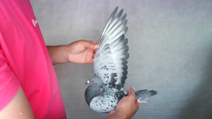 Pigeon image