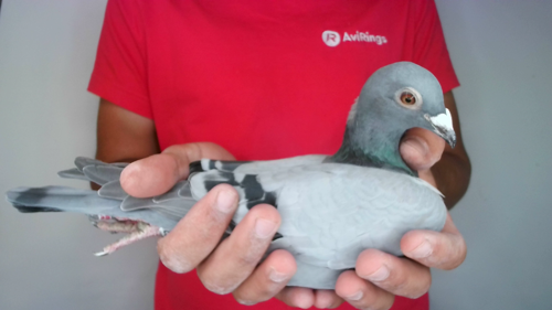 Pigeon image