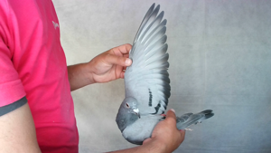 Pigeon image