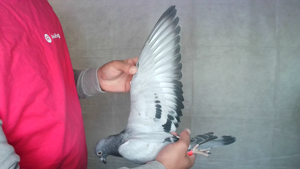 Pigeon image