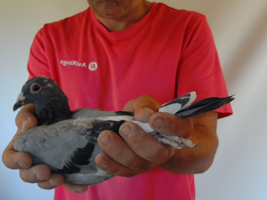 Pigeon image