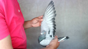Pigeon image