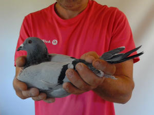 Pigeon image