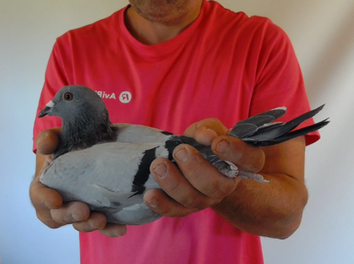 Pigeon image