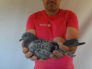 Pigeon image