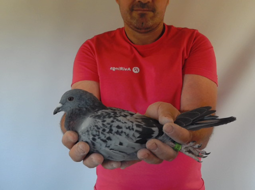 Pigeon image