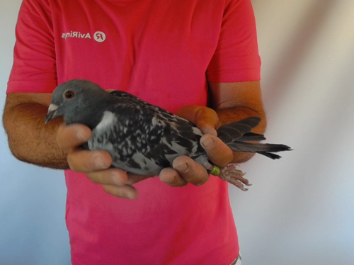 Pigeon image
