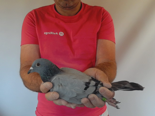Pigeon image