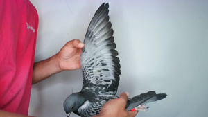 Pigeon image