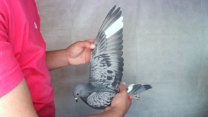 Pigeon image