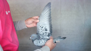 Pigeon image