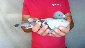 Pigeon image