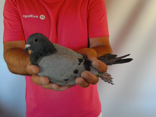 Pigeon image