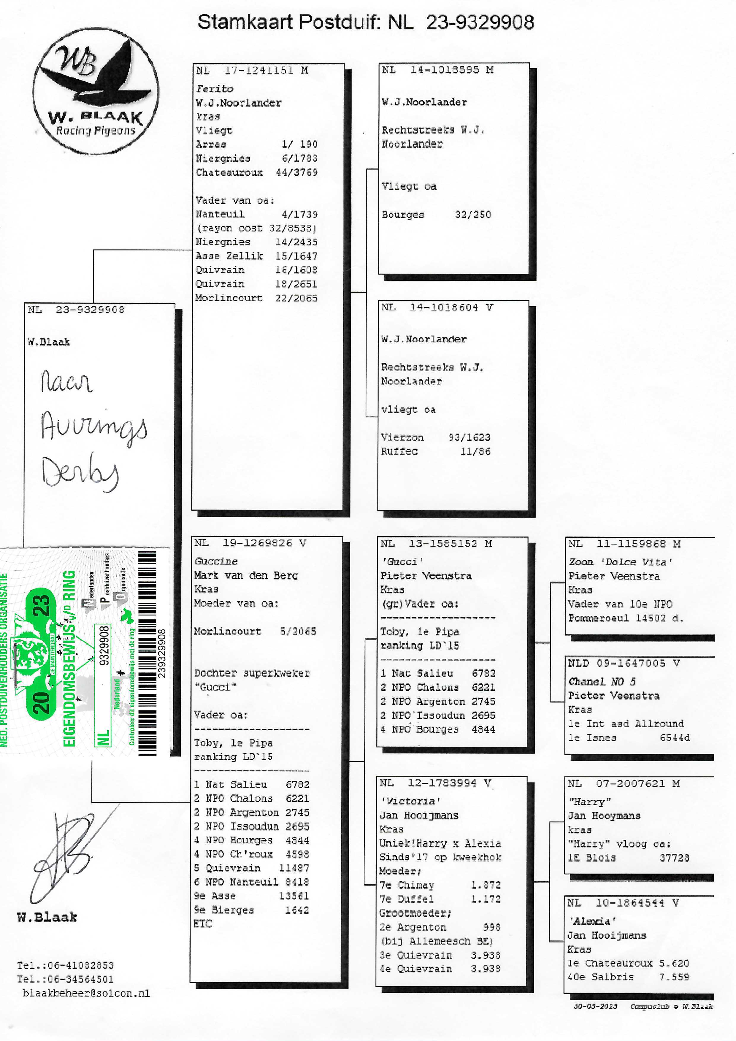 Pigeon pedigree image