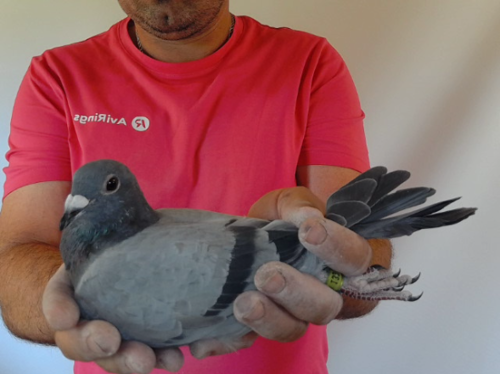 Pigeon image