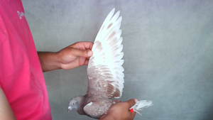 Pigeon image