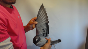 Pigeon image