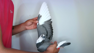 Pigeon image