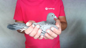 Pigeon image