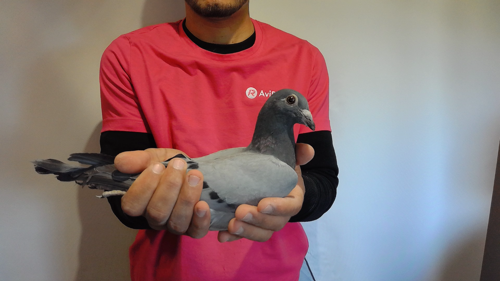 Pigeon image