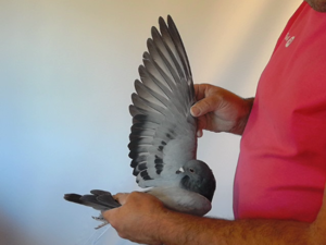 Pigeon image