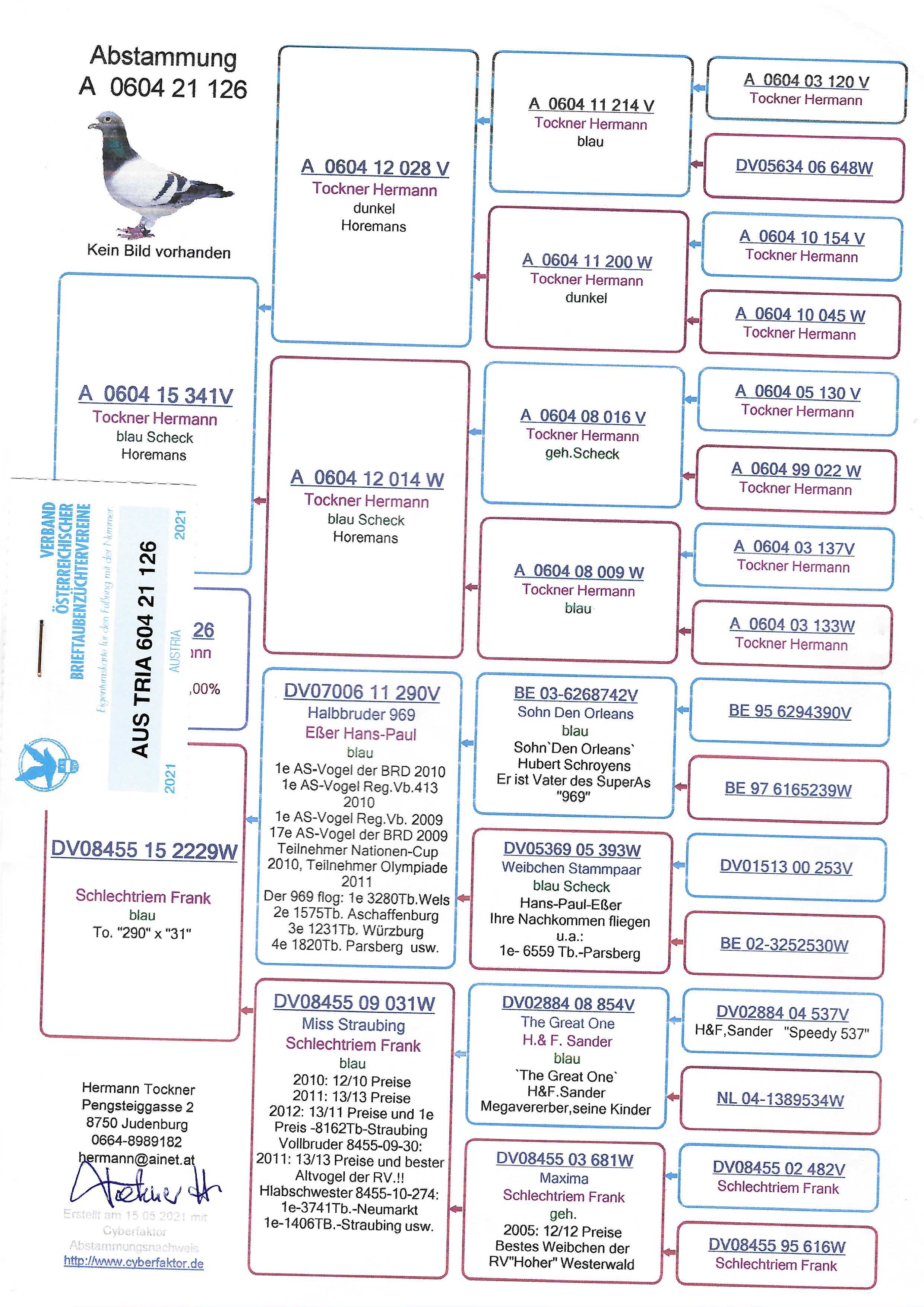 Pigeon pedigree image