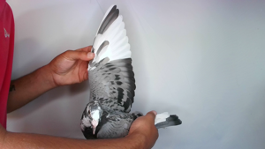 Pigeon image