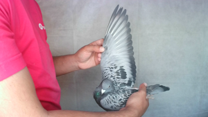 Pigeon image