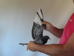 Pigeon image