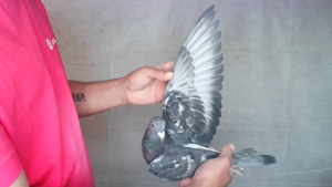 Pigeon image