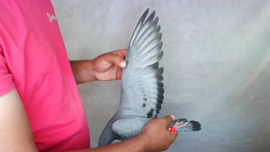 Pigeon image