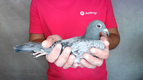 Pigeon image
