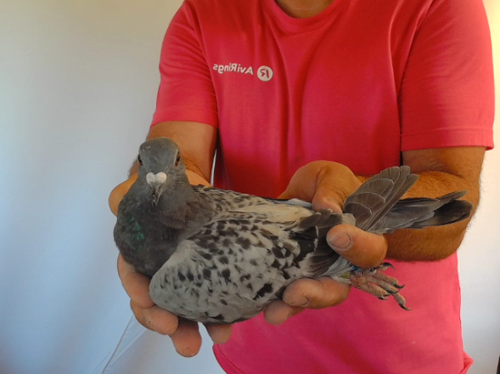Pigeon image