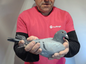 Pigeon image