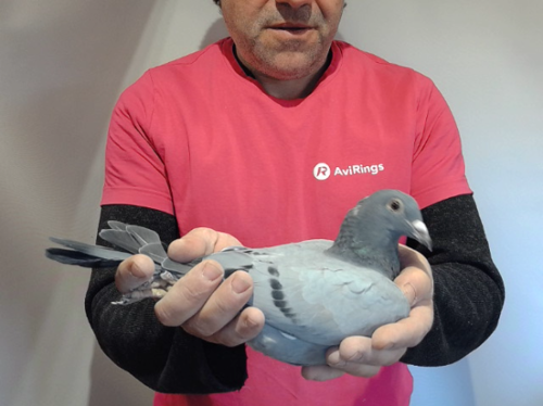 Pigeon image