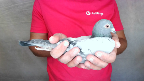 Pigeon image