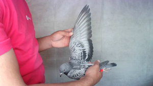 Pigeon image