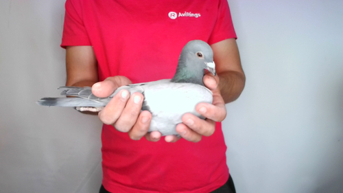 Pigeon image