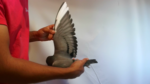 Pigeon image