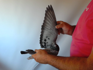 Pigeon image