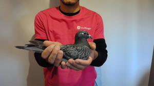 Pigeon image