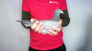 Pigeon image