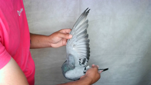 Pigeon image
