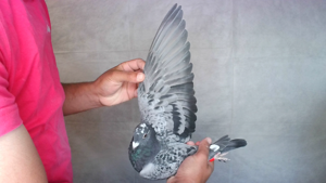 Pigeon image