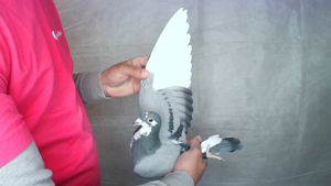 Pigeon image