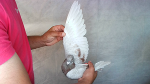Pigeon image