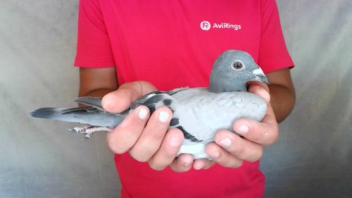 Pigeon image