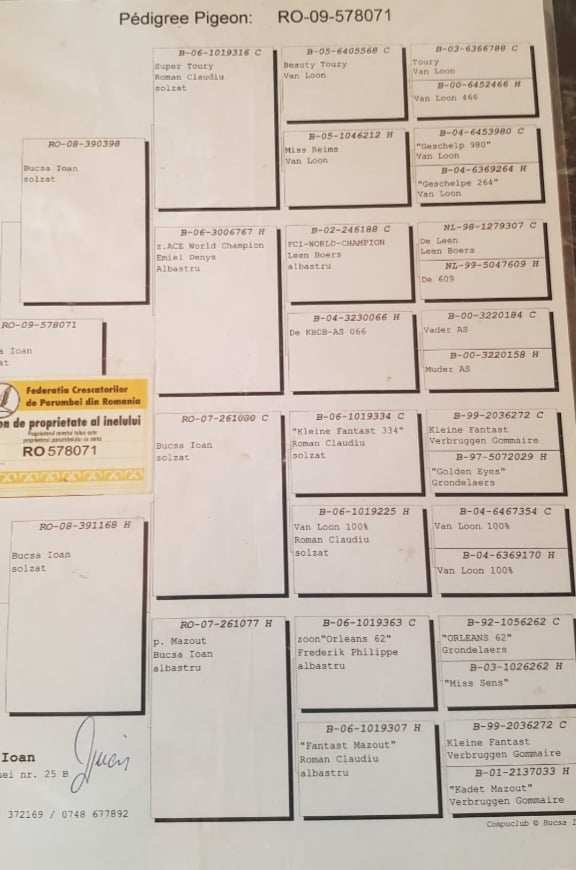 Pigeon pedigree image